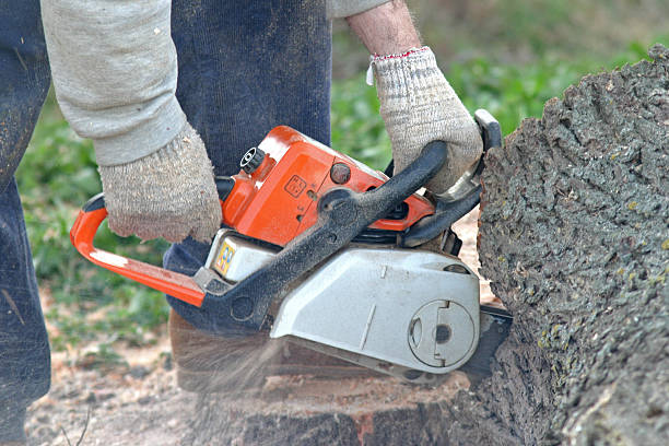 How Our Tree Care Process Works  in  Salem, IL